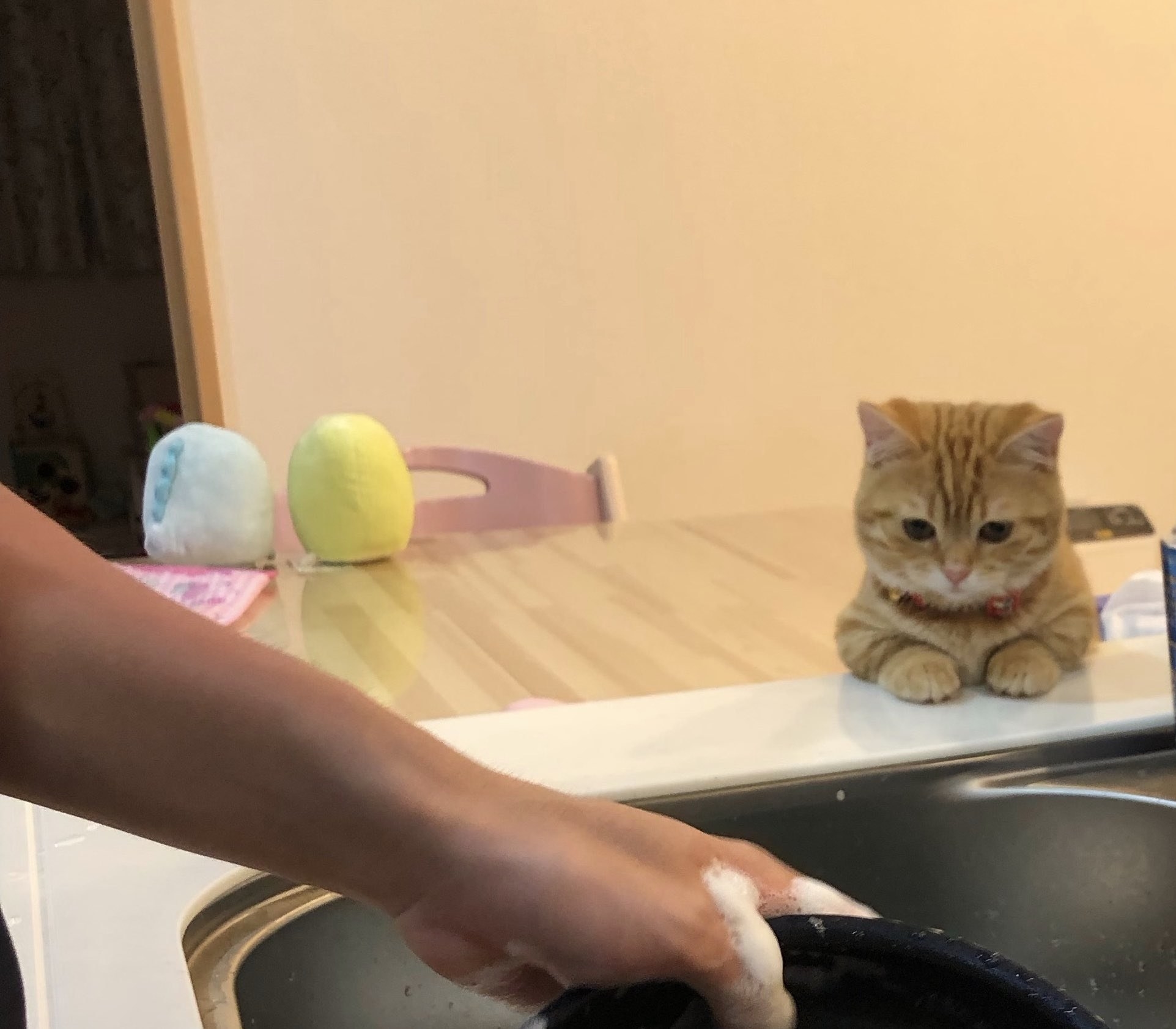こんなん可愛すぎて反則じゃん！ 洗い物を監督する猫、癒やしの存在すぎ