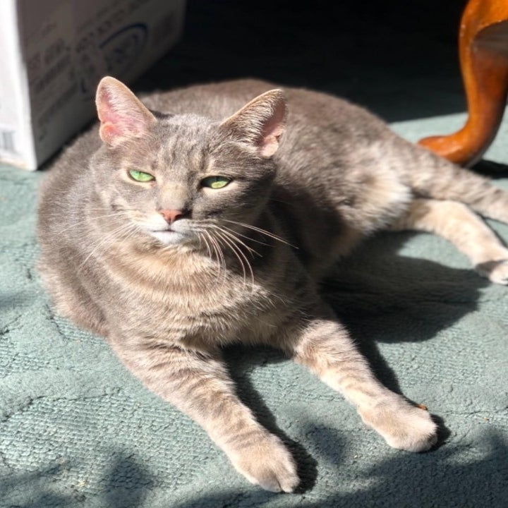 a grey senior cat with a siny coat sitting in the sun