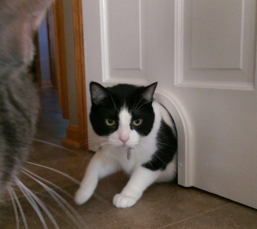 a black and white cat walking through a cat door at the bottom of a door