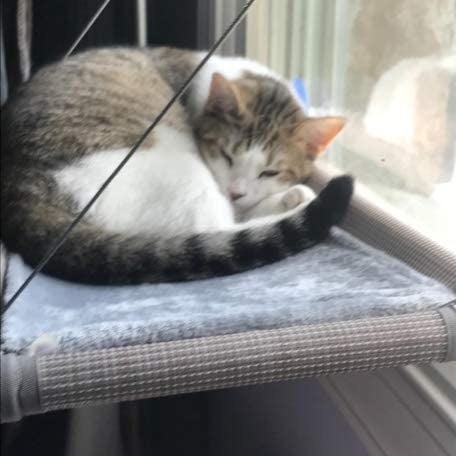 A white-and-gray cat lounging on a window hammock attached to a window