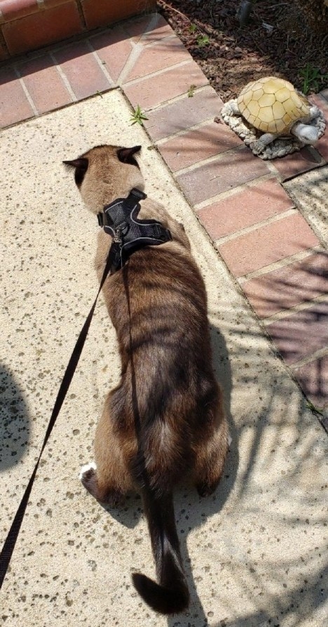 a grey cat walking outside wearing a black leash and harness