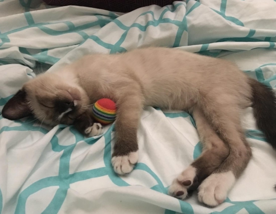 a grey cat sleeping with a rainbow toy ball