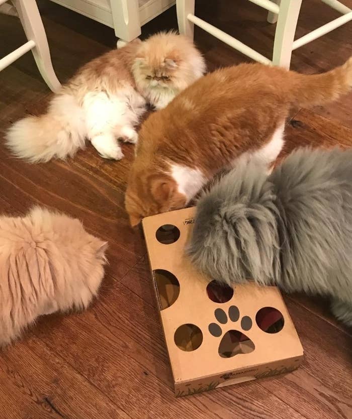 ALL FOR PAWS Interactive Cat Puzzle Feeder, Mental Stimulation Cat Maze Toy  Slow Feeding Treat Dispenser for Indoor Cats