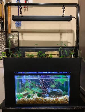 Reviewer's fish tank with real plants inside water and herbs growing on top 