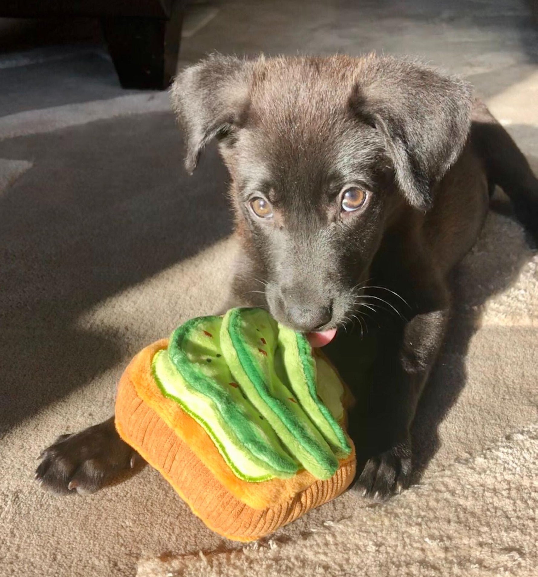puppy playing with an avocado toast chew toy