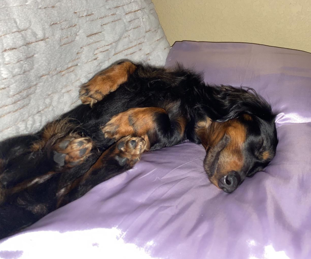 A pup lying on the satin pillowcase in lilac