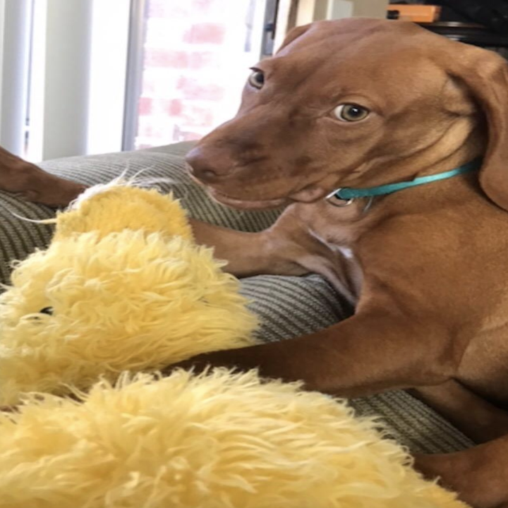 reviewer photo of dog with yellow duck
