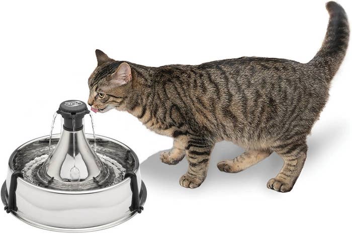 a cat drinking from the stainless steel fountain