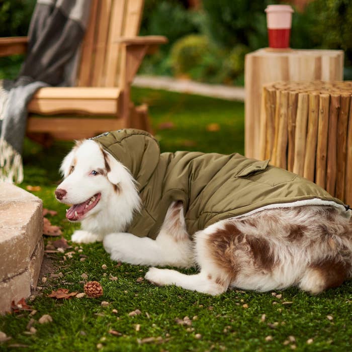 a dog wearing the insulated coat while laying on the grass outdoors