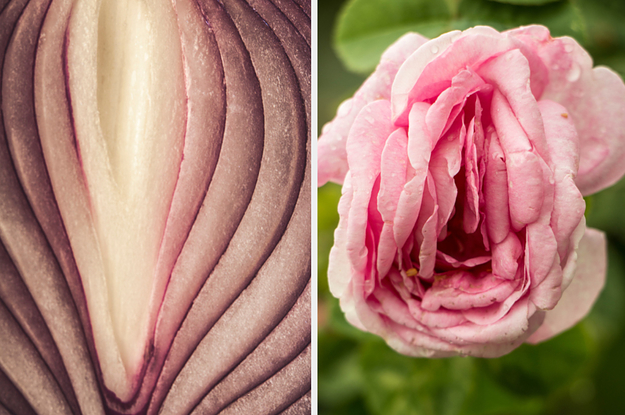 Side-by-side images of an onion and a rose that both kind of look like vaginas
