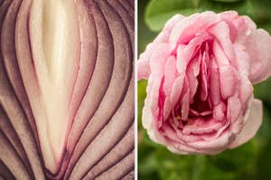 Side-by-side images of an onion and a rose that both kind of look like vaginas