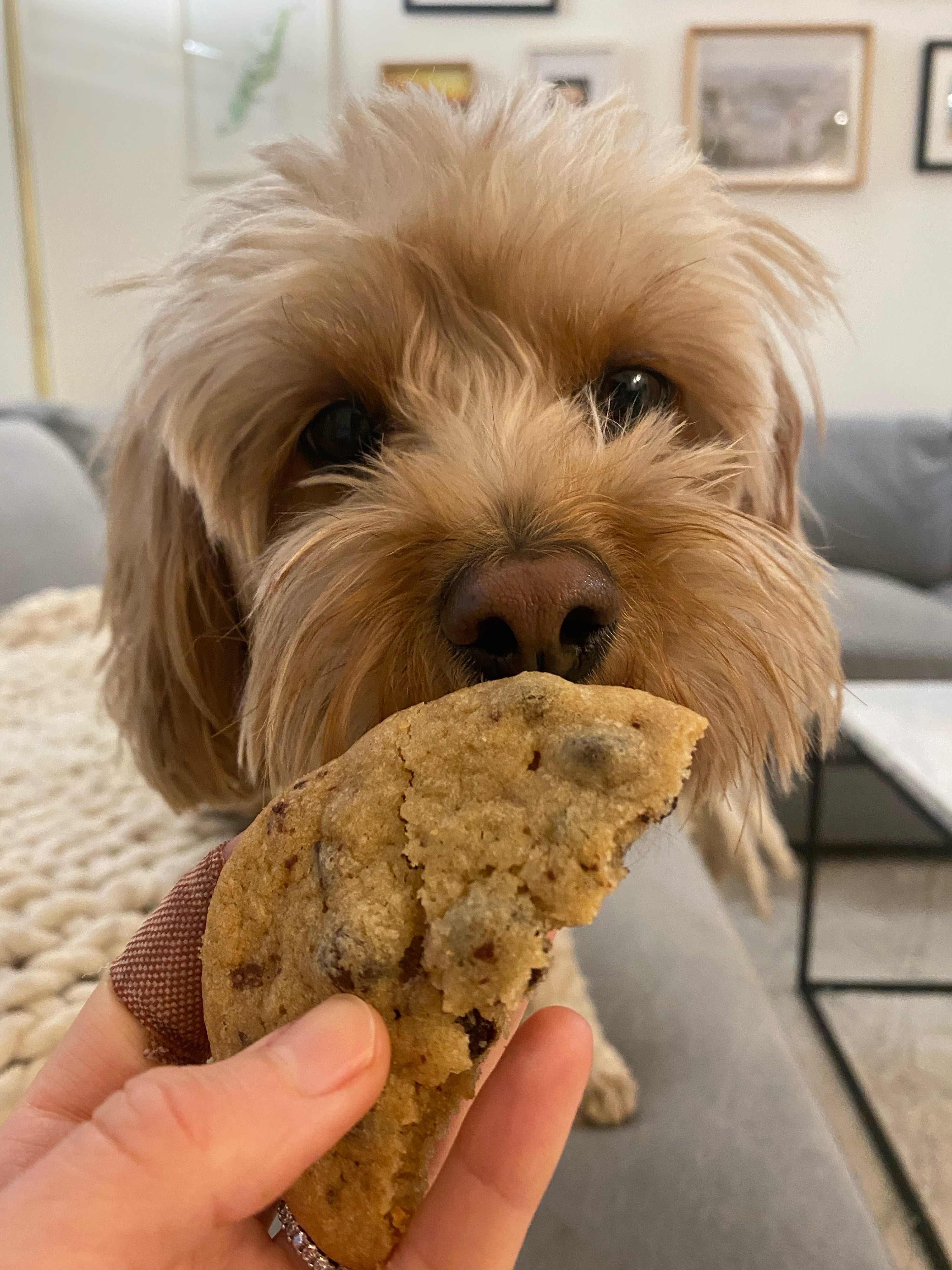 My dog Hudson smelling a chocolate chip cookie.