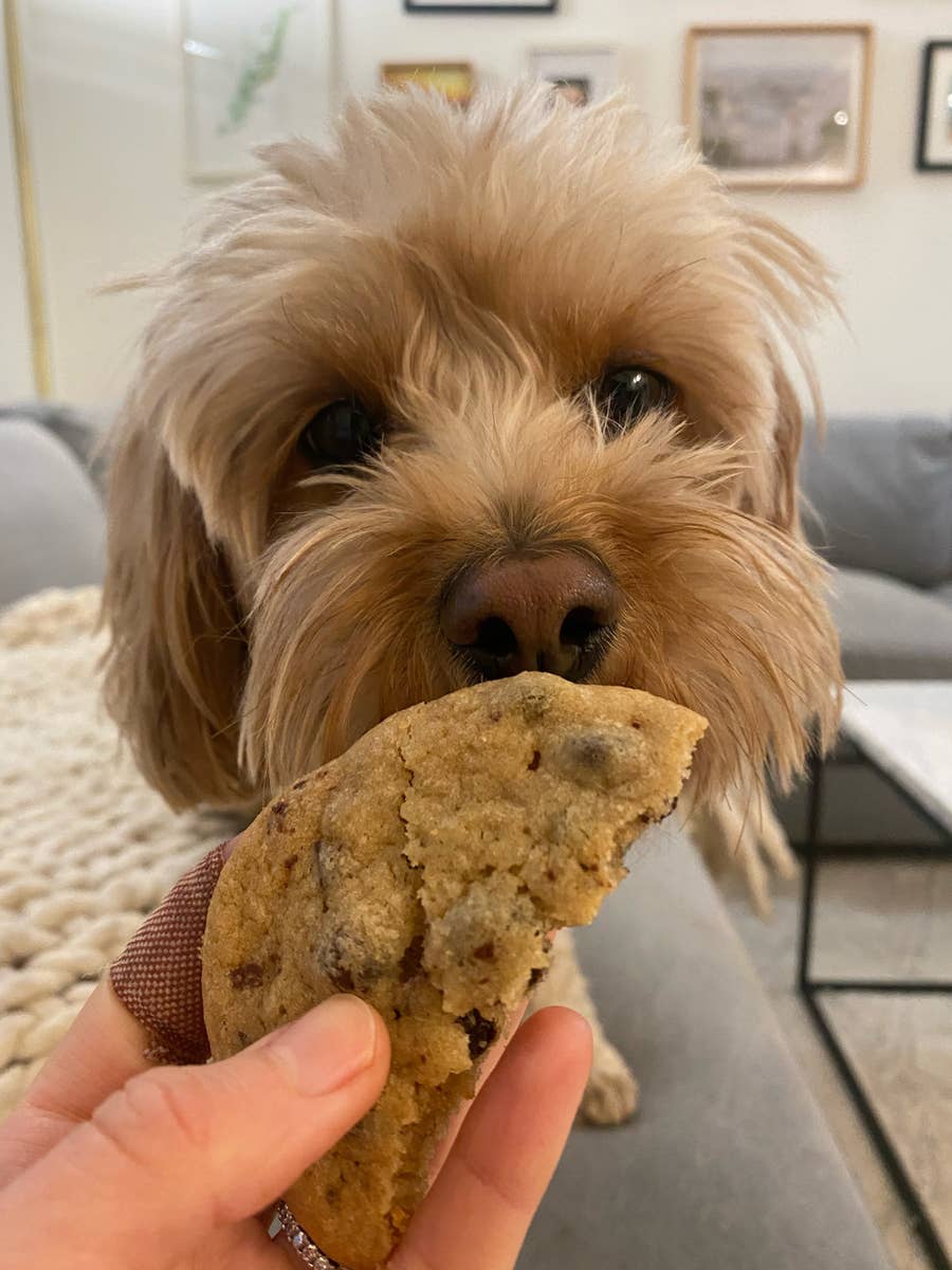 what if a dog eats a chocolate chip cookie