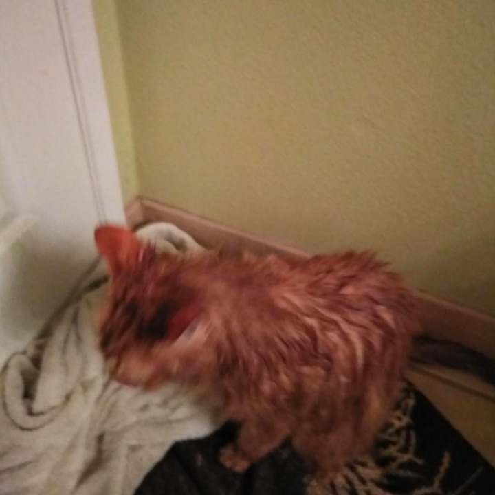 Reviewer's wet cat being bathed outside of tub 