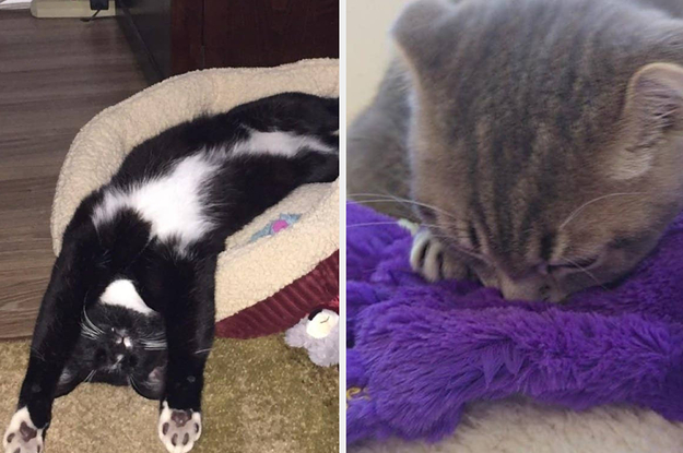 24 Things From Amazon Reviewers Say Please Their Picky Cats