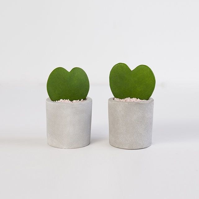 two hoya heart plants in concrete pots