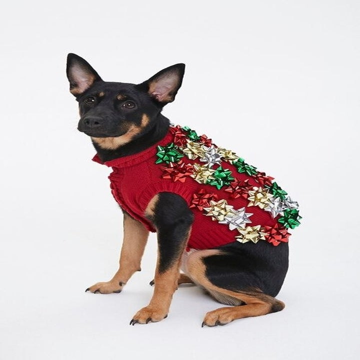 Dog wearing red sweater with Christmas bows on the back