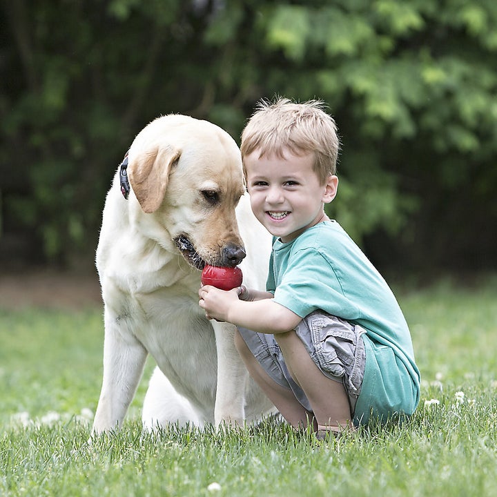 Yellow lab and with red Kong toy in its mout