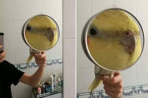 A bird in a magnifying glass
