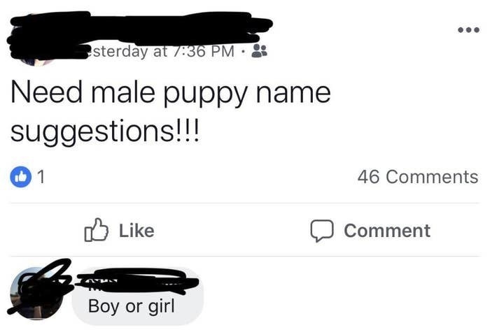facebook post reading need male puppy names and a comment reading boy or girl