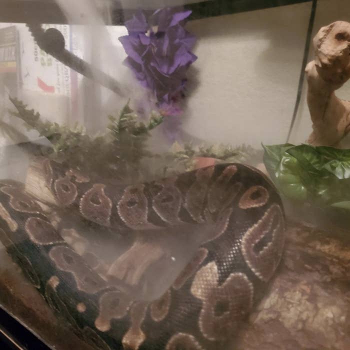 A snake with a humidifier on them