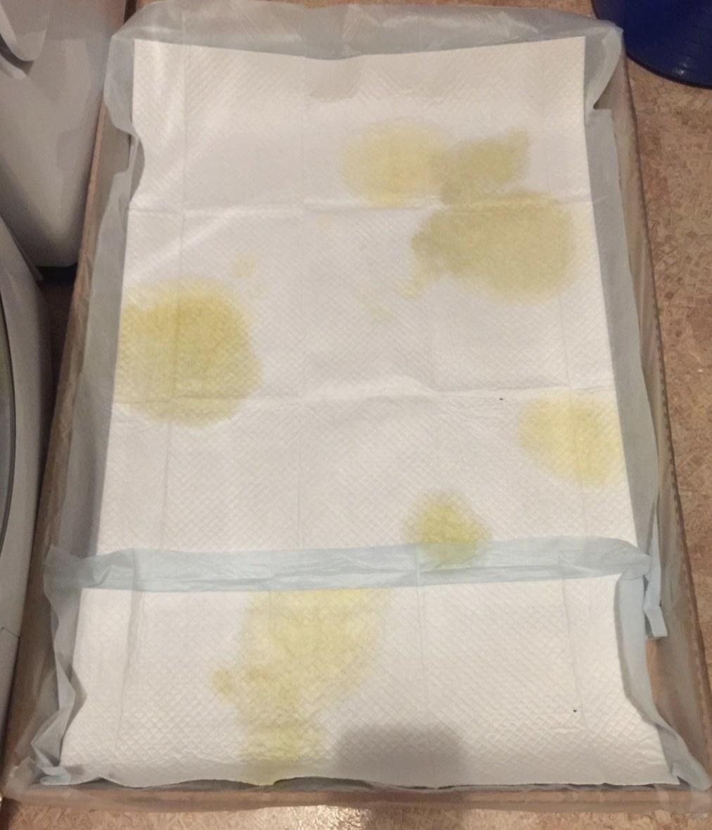 reviewer photo of the pads with pee on it