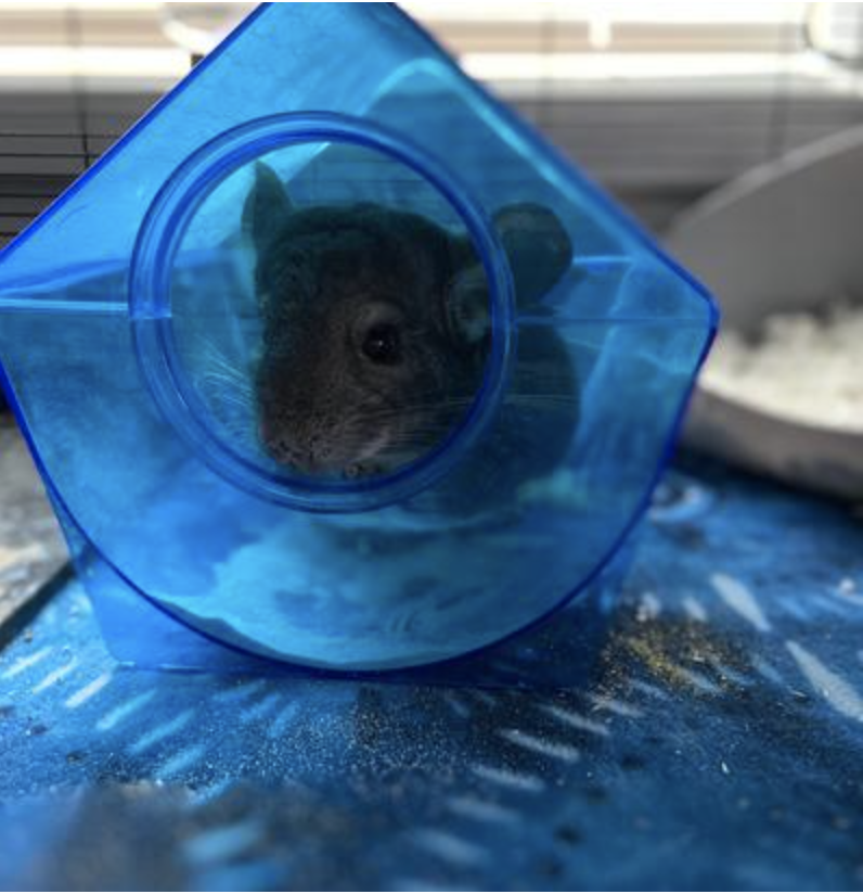 a chinchilla in a blue dust bath house