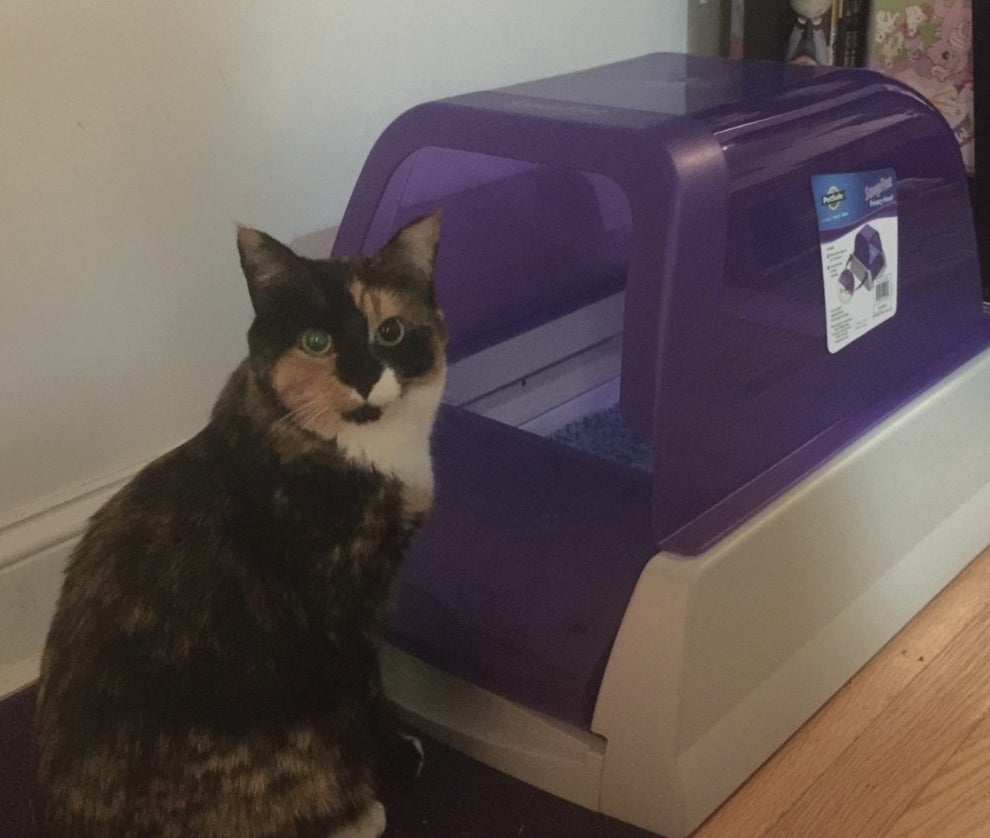 28 Amazon Pet Products That Are Clever Solutions