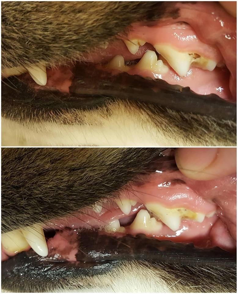 A before and after of a dog&#x27;s teeth showing a majority of the brown plaque is gone or significantly lightened