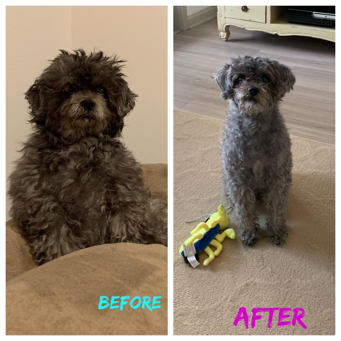 Before photo of reviewer&#x27;s dog with knotted, messy fur and after photo of the same dog looking neatly trimmed