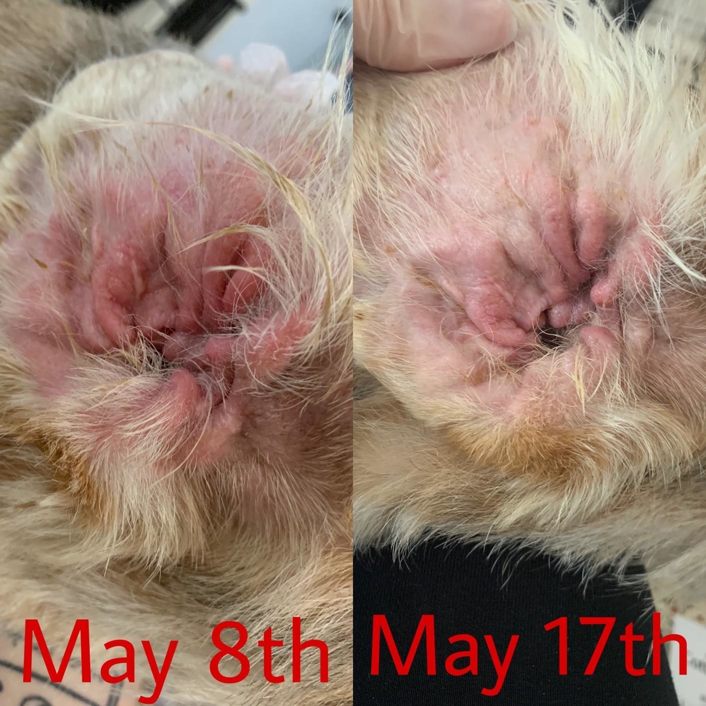 Photo of a dog&#x27;s red and inflamed ear taken on May 8 next to a photo of the same ear on May 17 looking normal and healthy