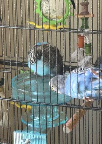 Parakeets using the bird bath