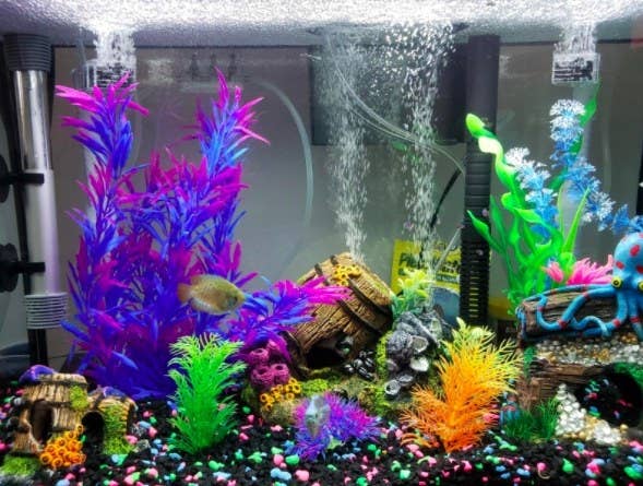 My son's Sponge Bob inspired fish tank  Fish aquarium decorations, Cool  fish tanks, Fish tank themes