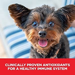 A happy dog with the text &quot;clinically proven antioxidants for a healthy immune system&quot;