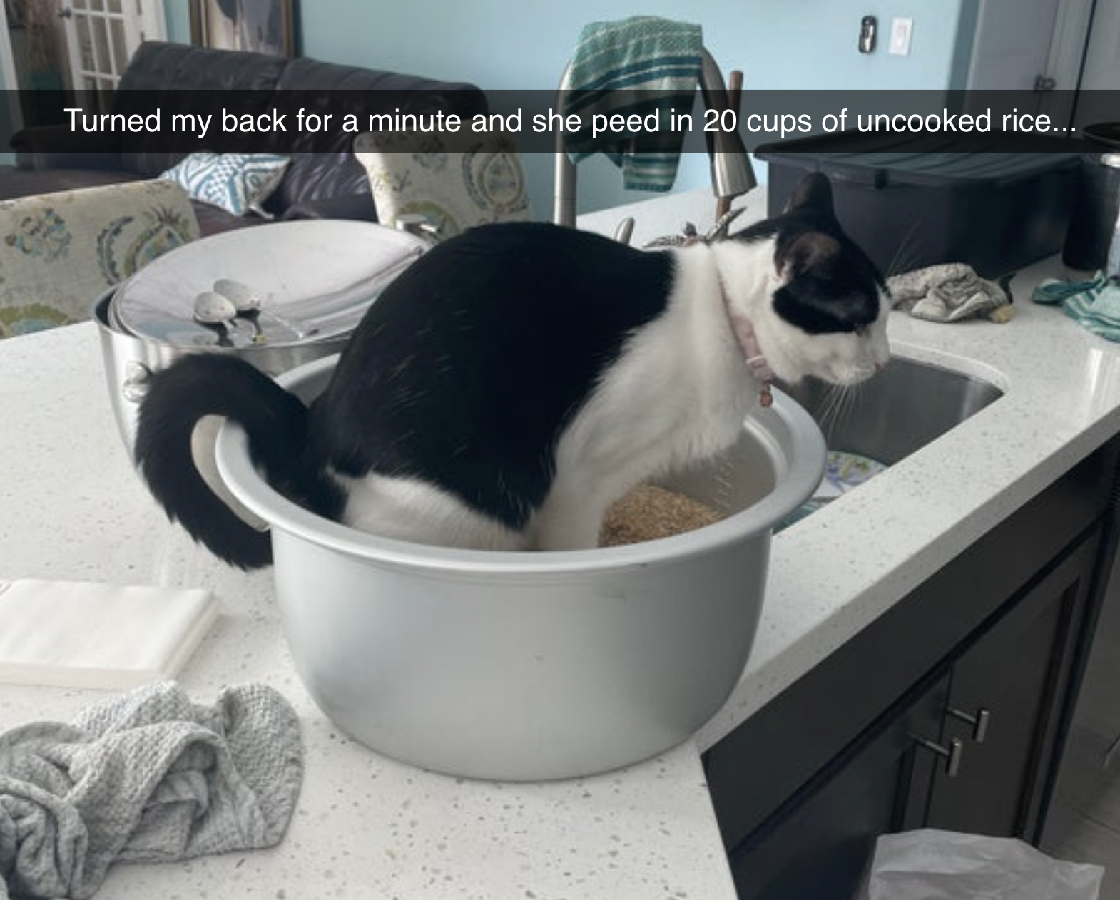 cat pissing in a rice pot