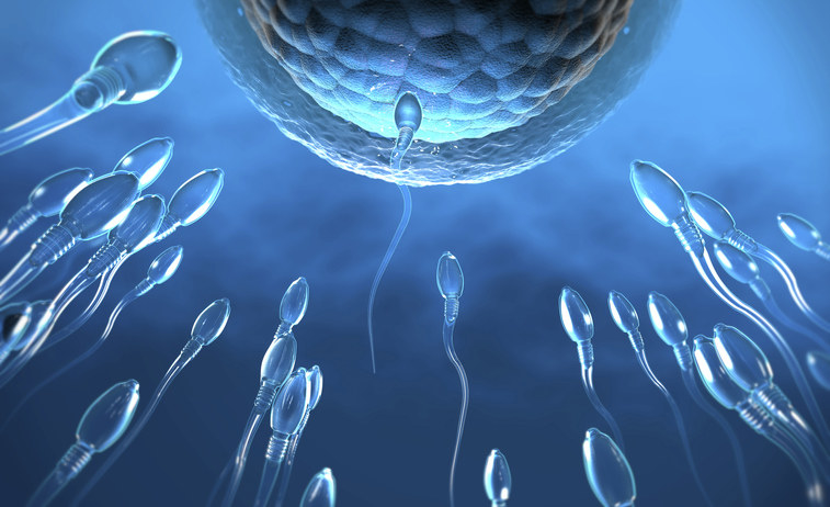 Image of sperm and egg.