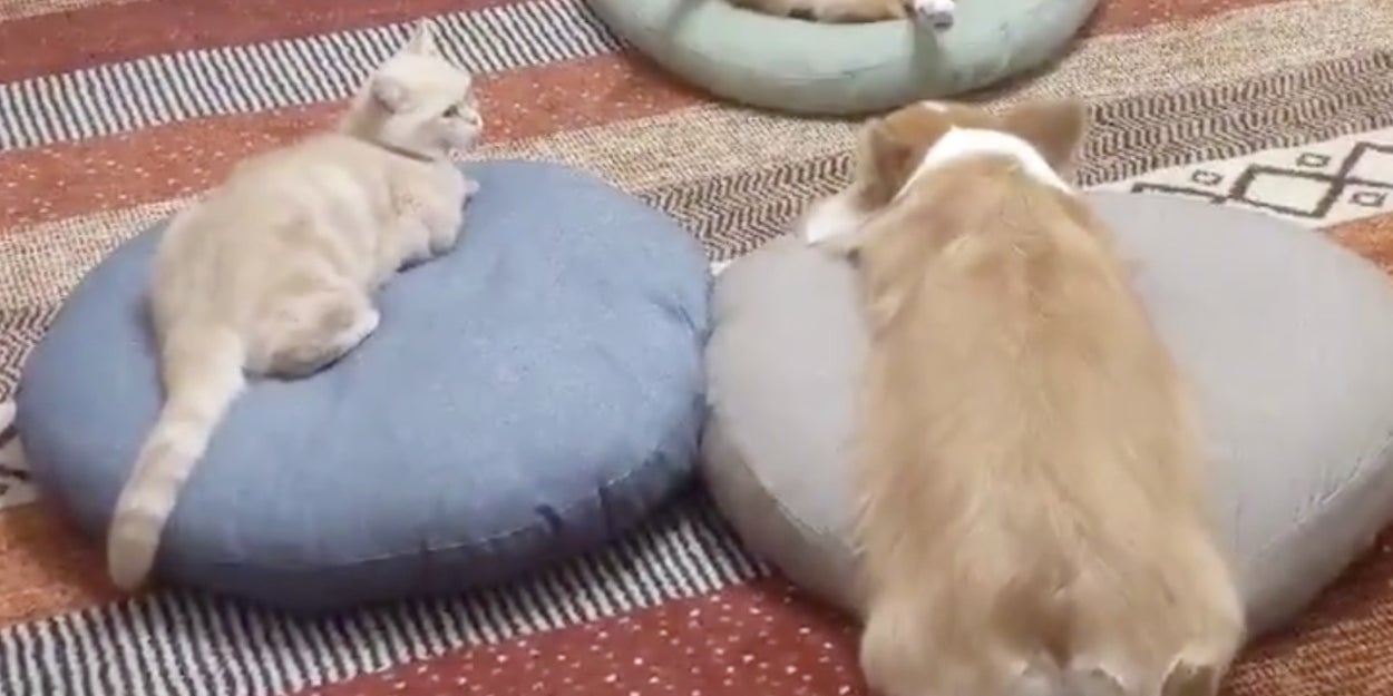 なにこれ 可愛すぎる 飼い主が目撃した怪しすぎる 儀式 にネット騒然 なにこれ 可愛すぎる 飼い主が目撃した怪しすぎる 儀式 にネット騒然