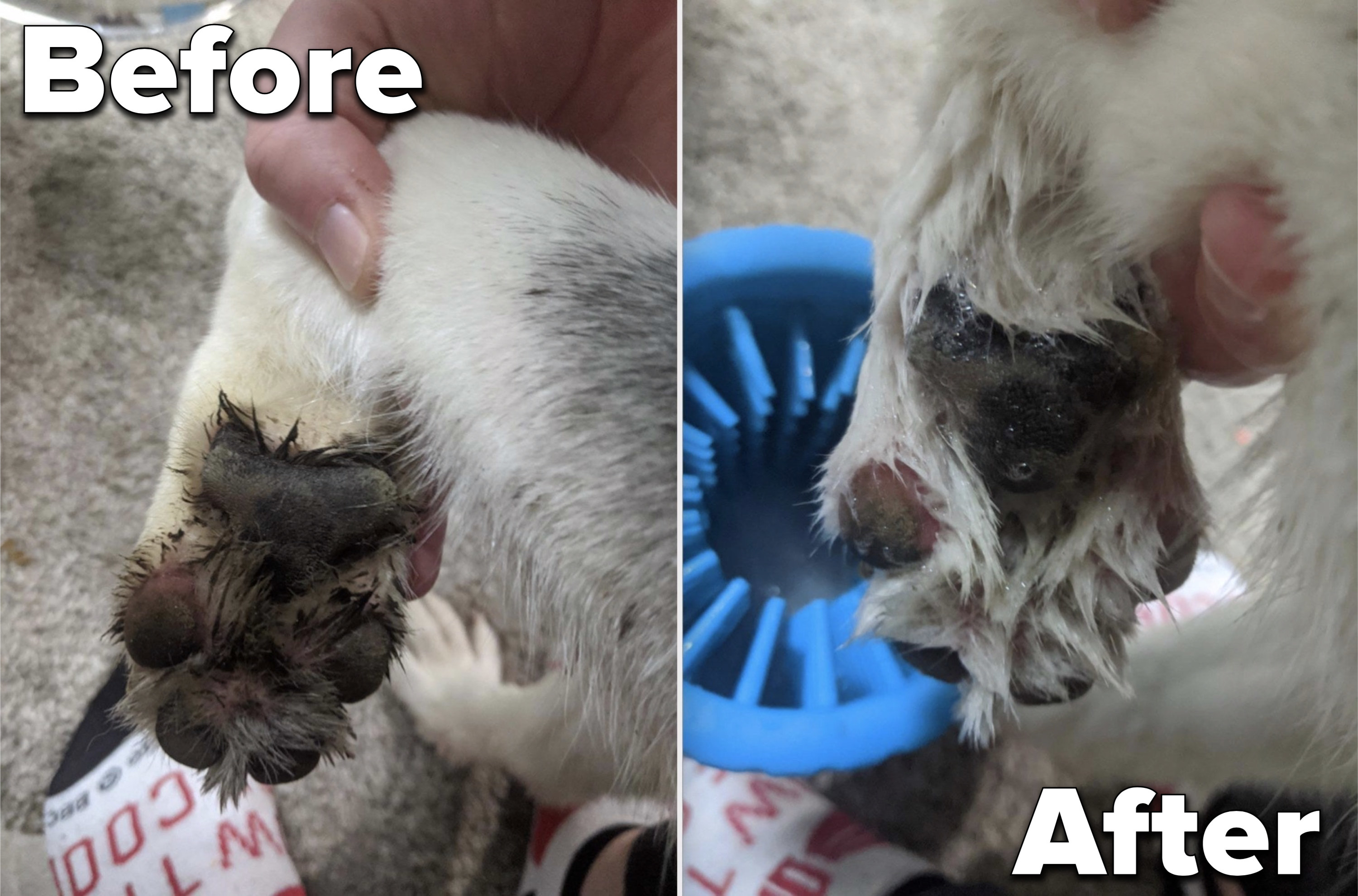 Before and after of a customer using paw cleaning gadget.