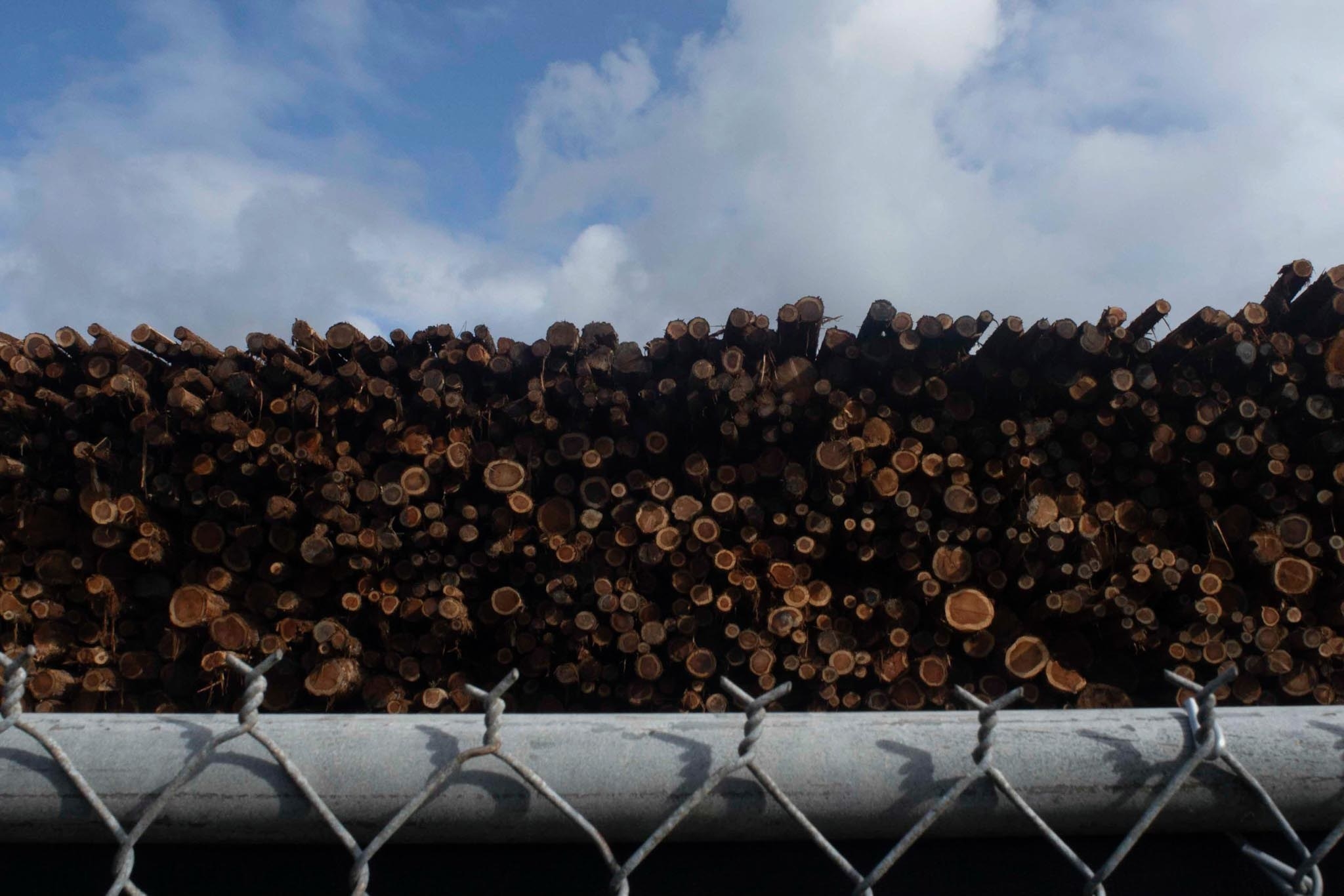 A huge pile of logs