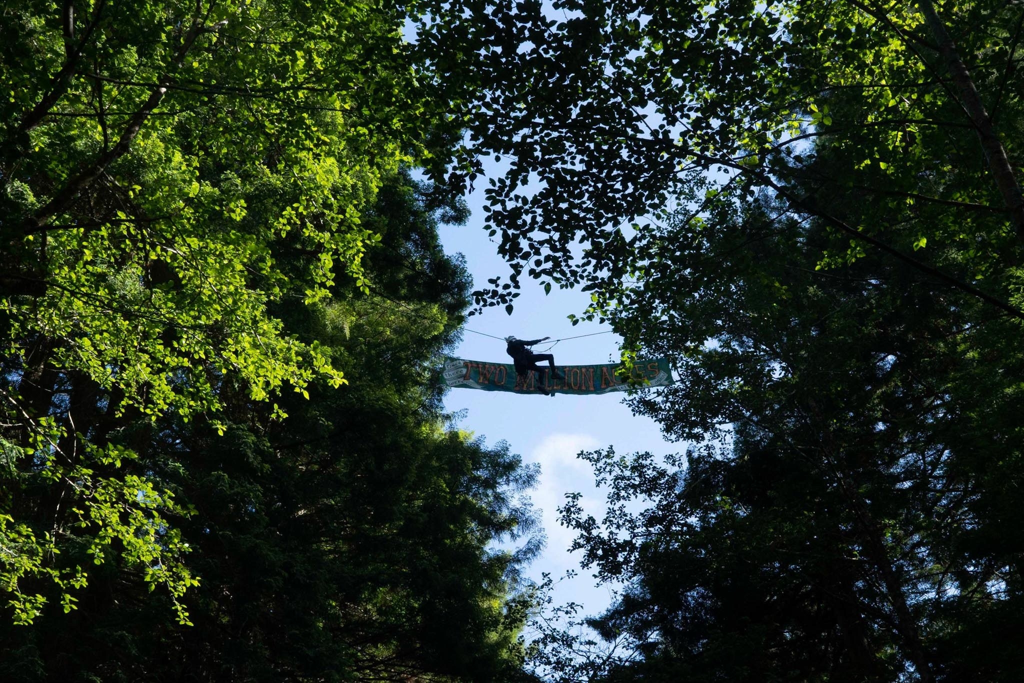 A person hanging a banner on a rope traverse in the tree canopy 