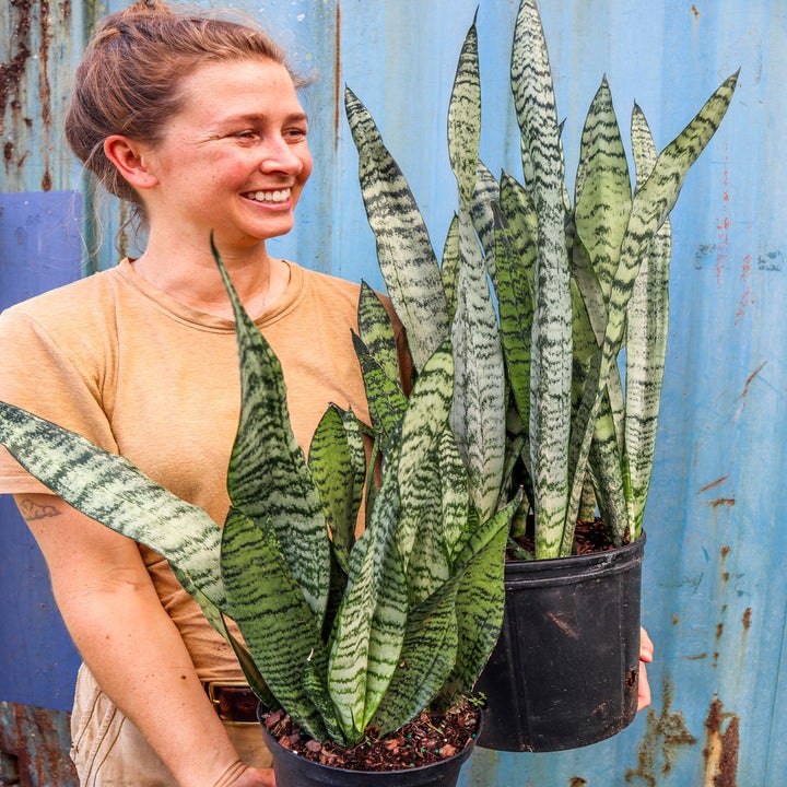 A person holding a medium and large snake plant