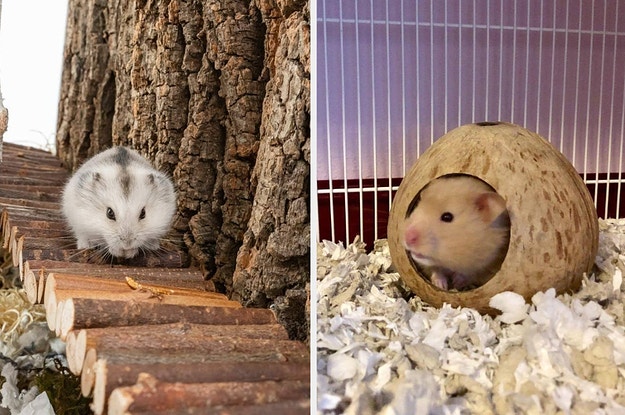 Buzzfeed Archive For December 22