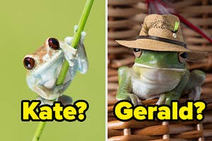 A frog on a branch and another frog with a fancy hat