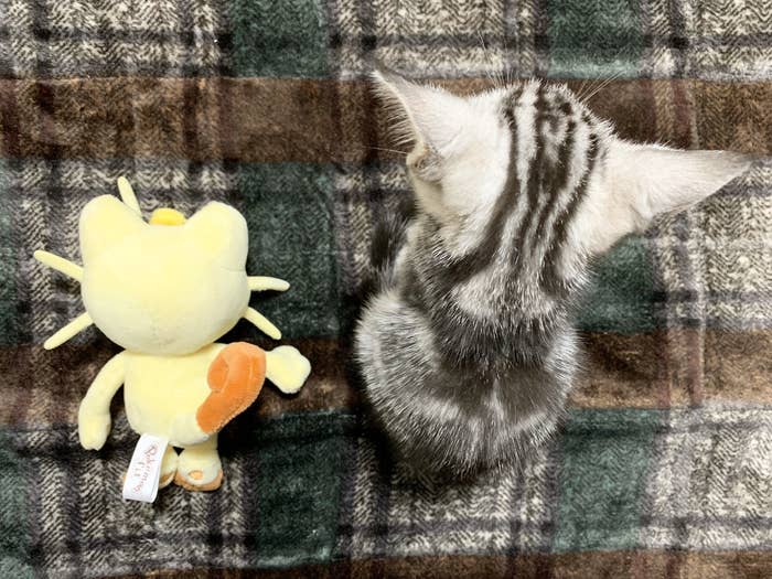 ずっと一緒にいてね ニャース 猫がぬいぐるみを抱く写真に 永久保存版 の声 ずっと一緒にいてね ニャース 猫がぬいぐるみを抱く写真に 永久保存版 の声