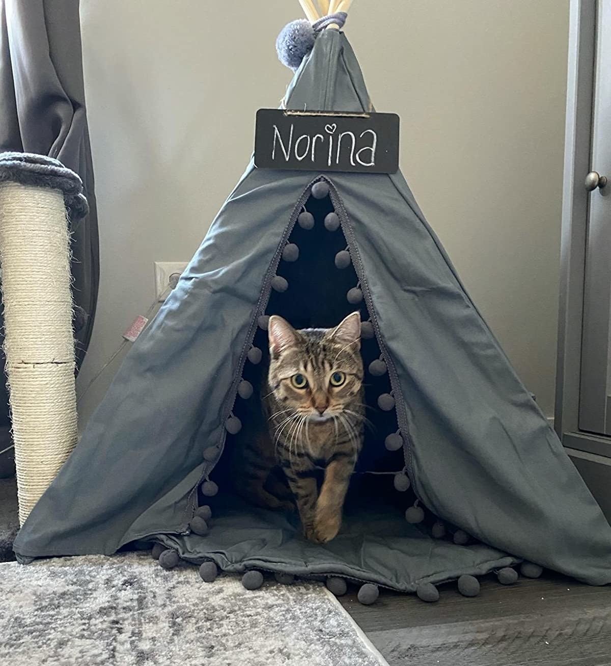 reviewer's cat in the gray tent
