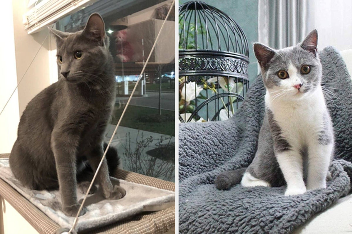 24 Best Gifts For Cats On Amazon