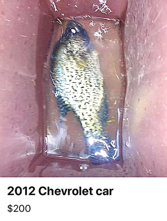 picture of an old fish that reads 2012 chevy 