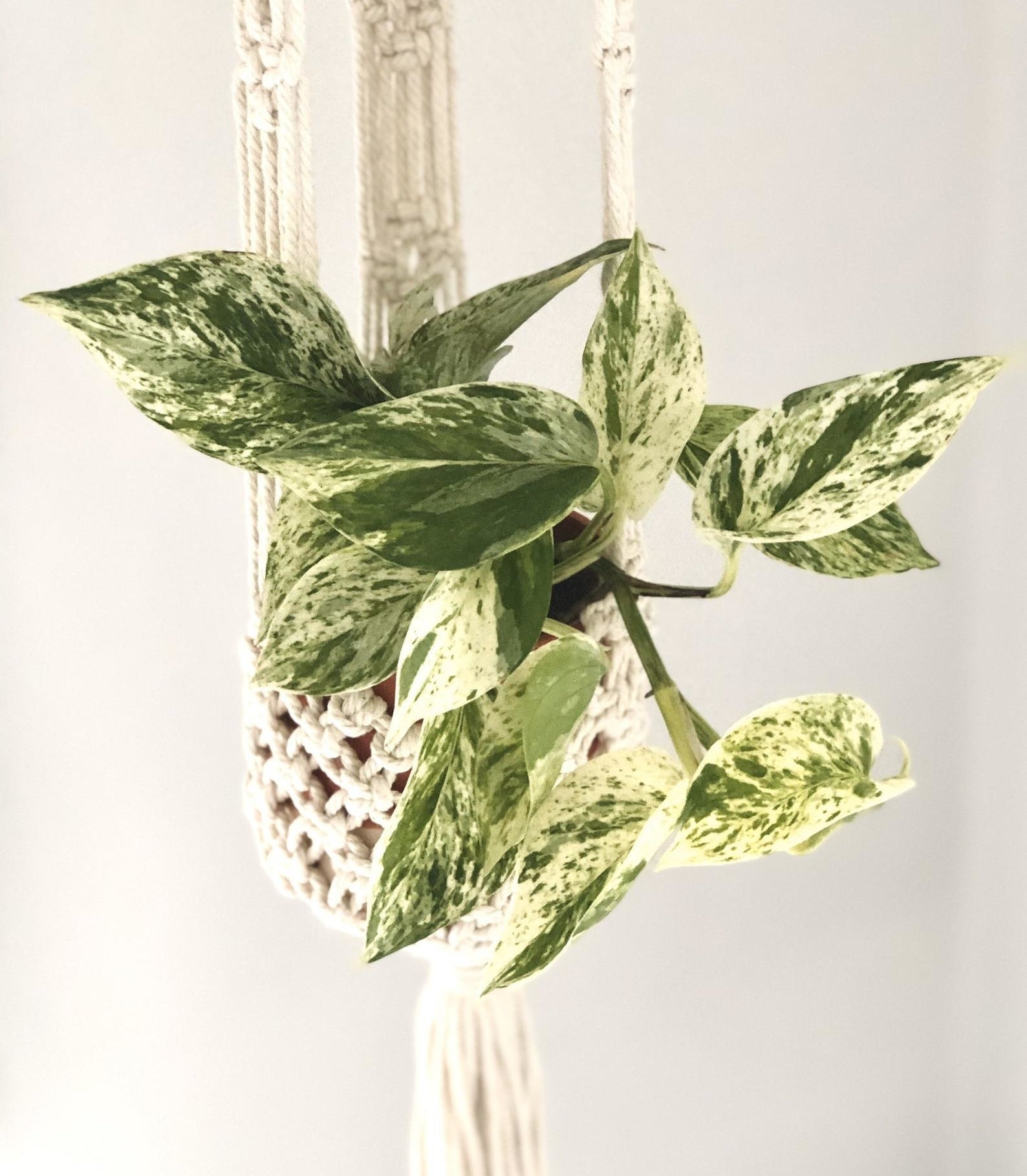 The Pothos plant hanging in a macrame hanger