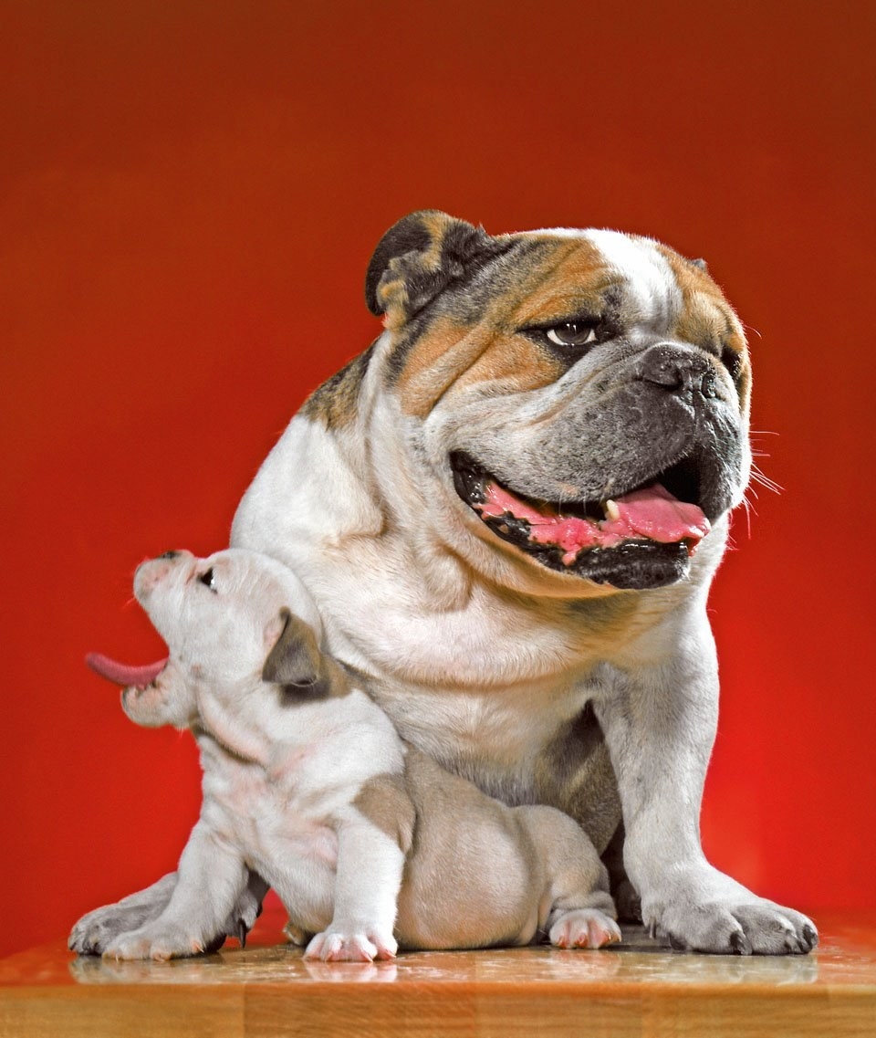 A big bulldog stands over a bulldog puppy