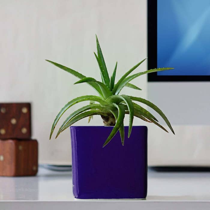 A navy blue square planter pictured with a succulent.